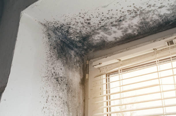 Affordable Commercial Mold Remediation solutions in Springfield, OR
